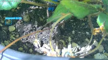 user10_20260425_100006_c35823_pred.jpg